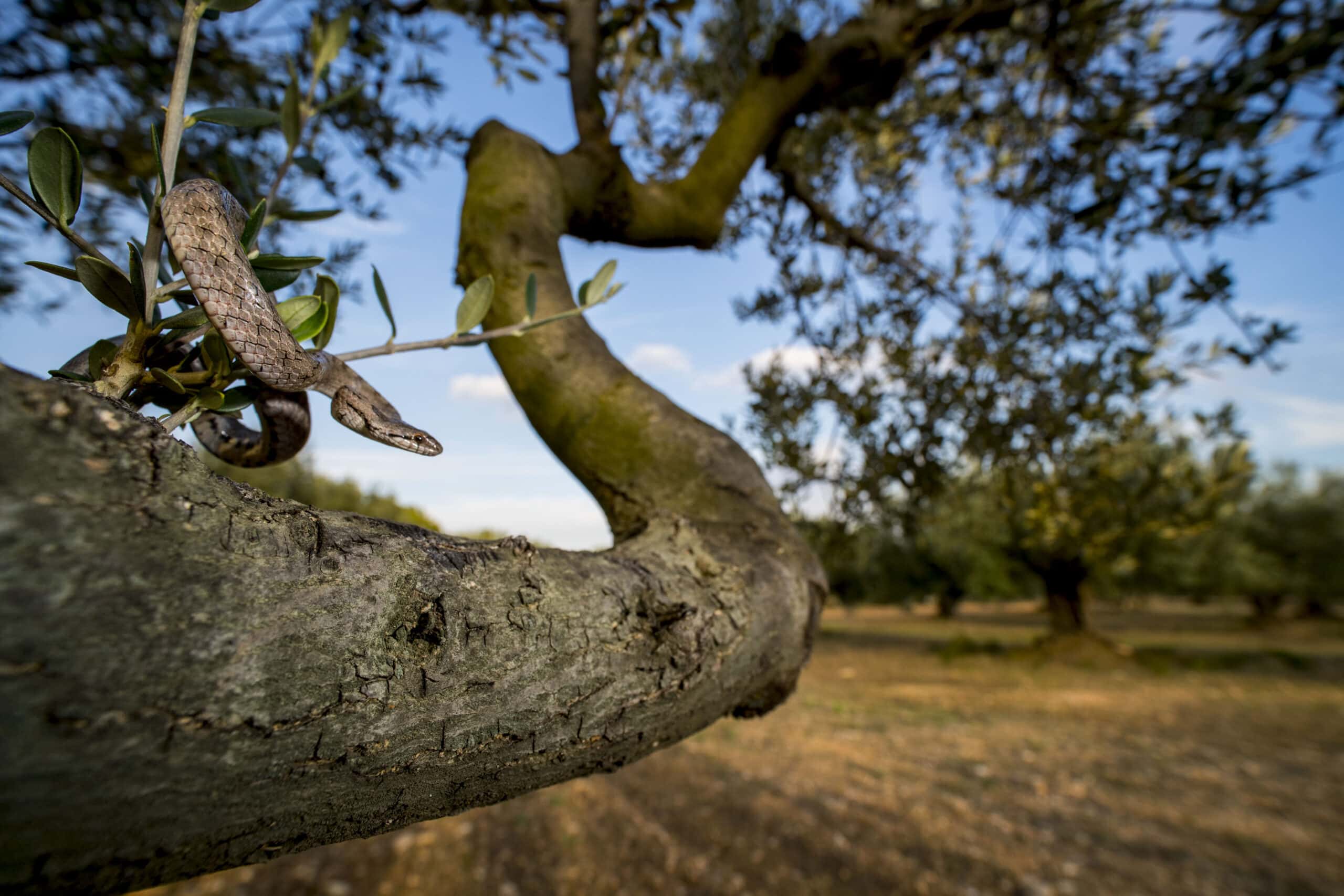 DSC_0615DOP Casafort